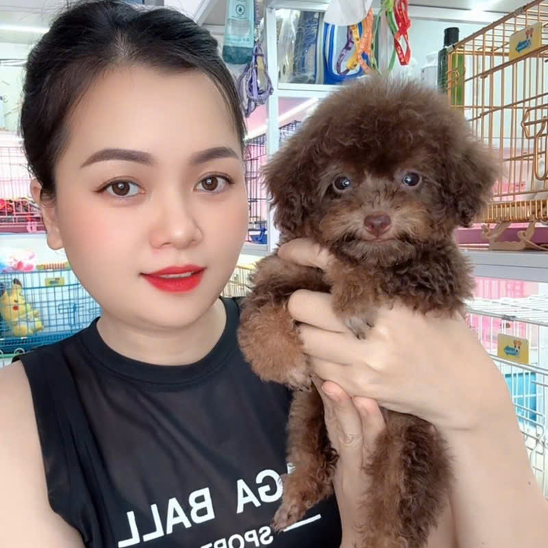 Chó Poodle Socola - PD 16900